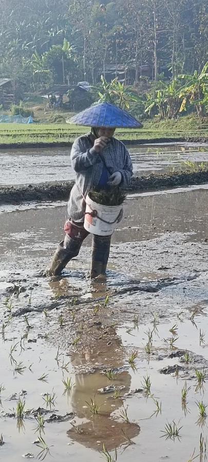 Kaewma Farmstay Khuang Kom Bagian luar foto