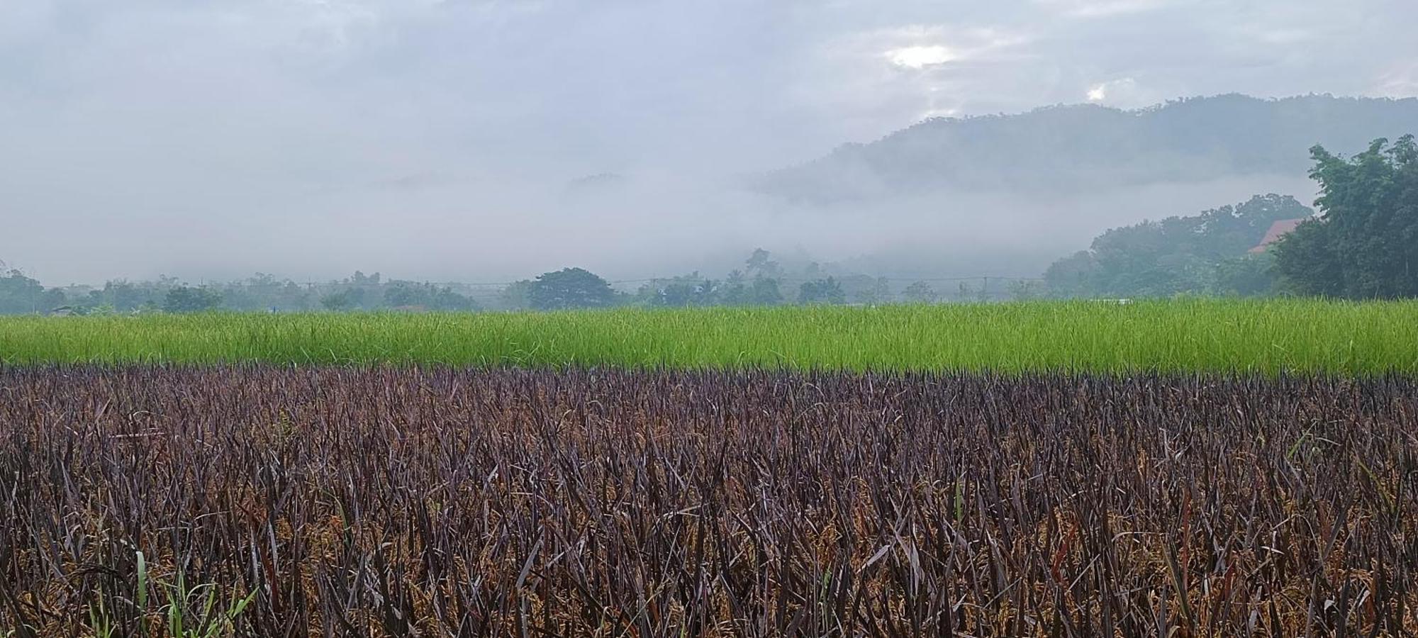 Kaewma Farmstay Khuang Kom Ruang foto